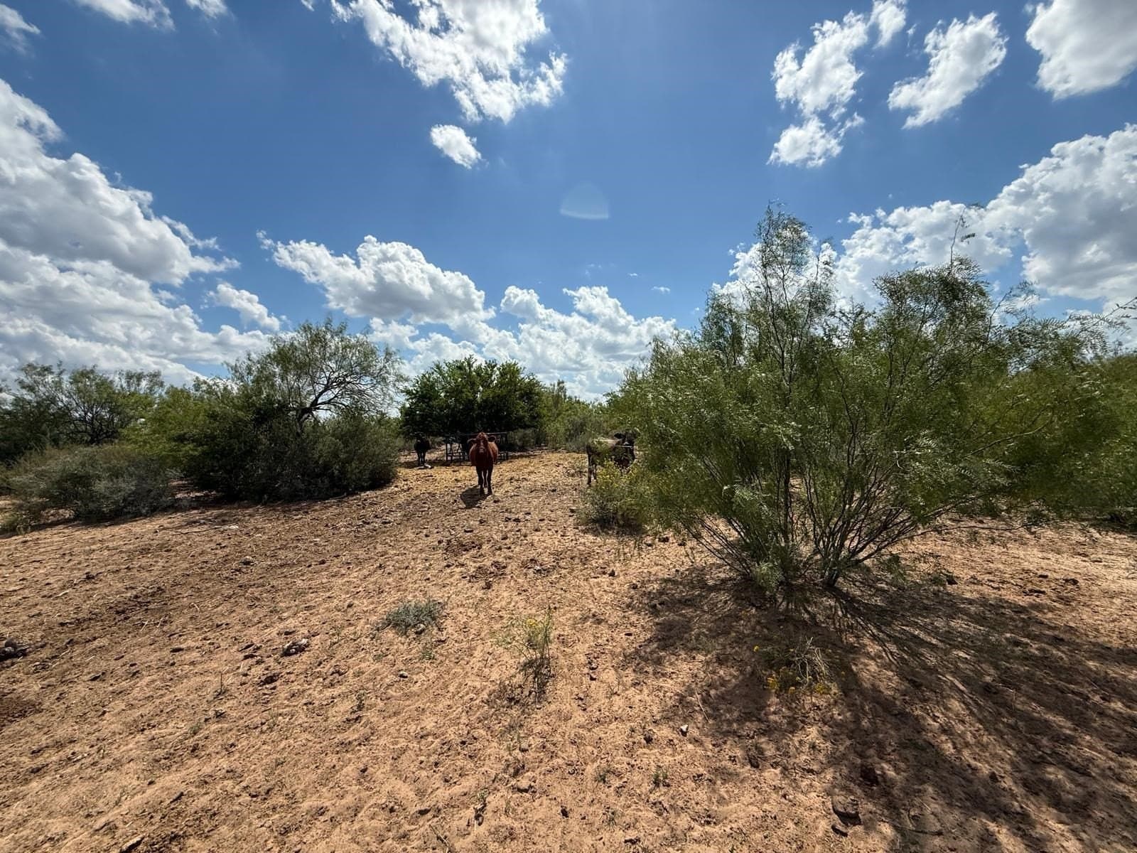 54 acres in Webb County - photo 18