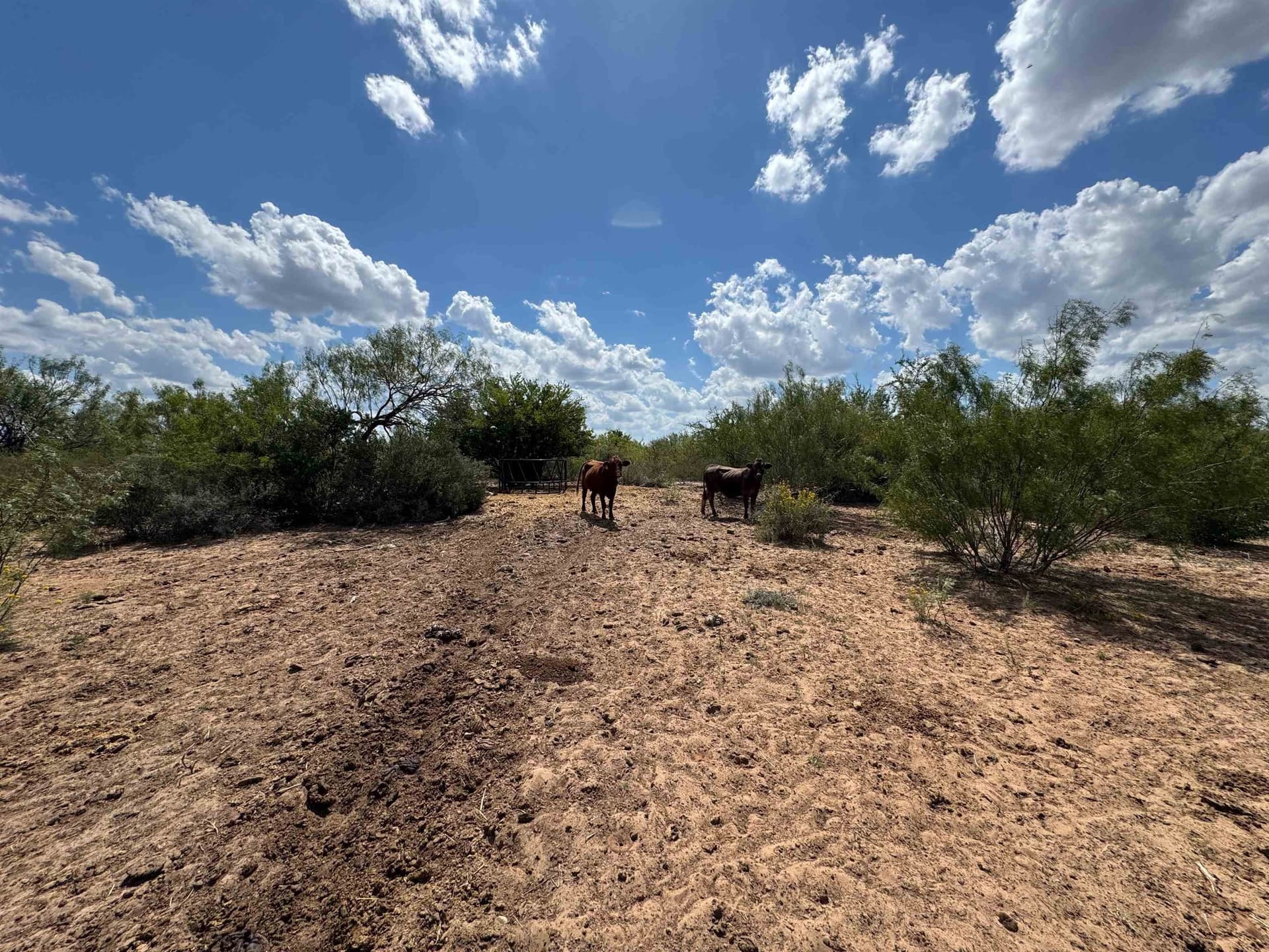 54 acres in Webb County - photo 16