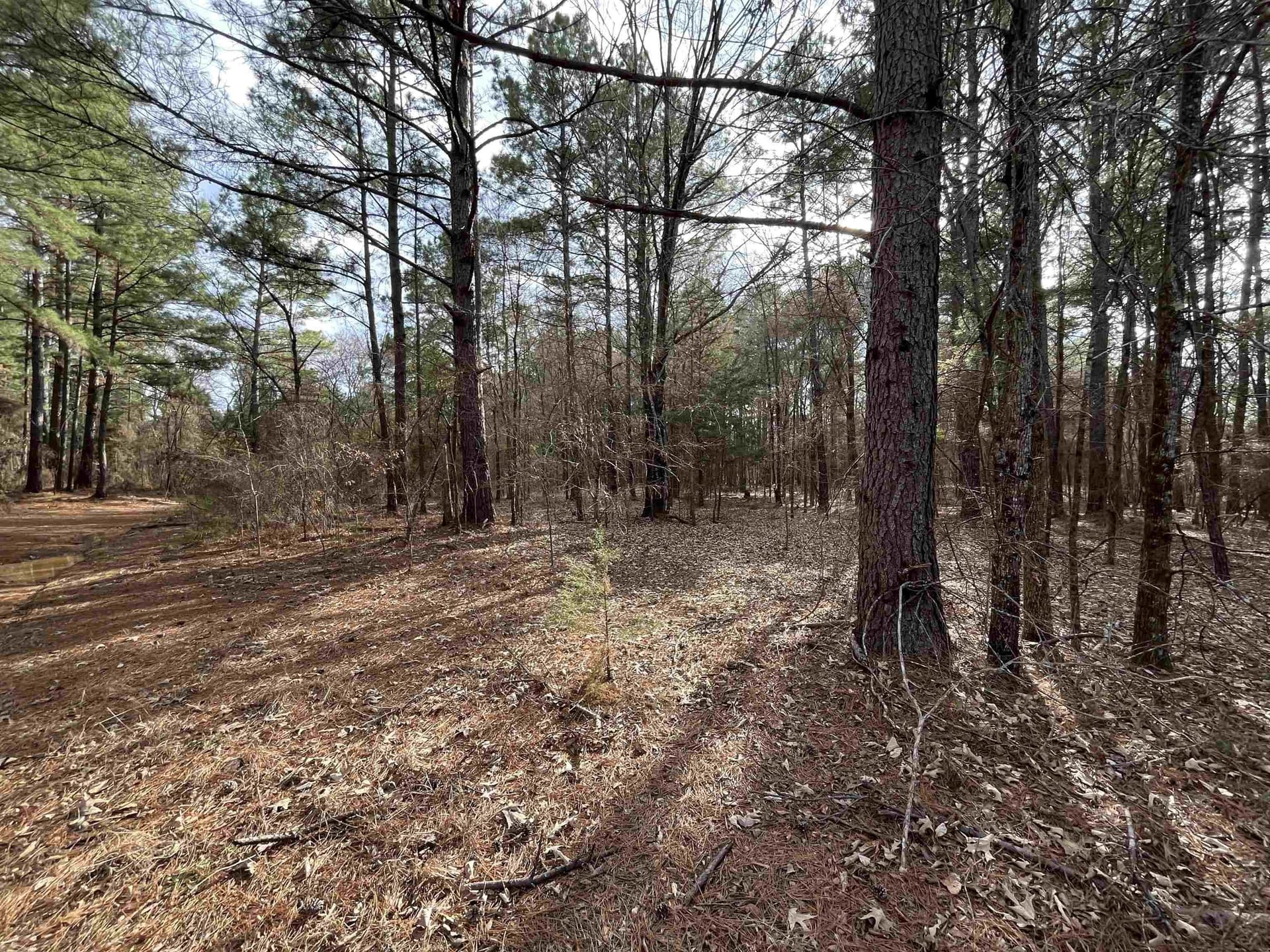 132 acres in Gregg County - photo 16