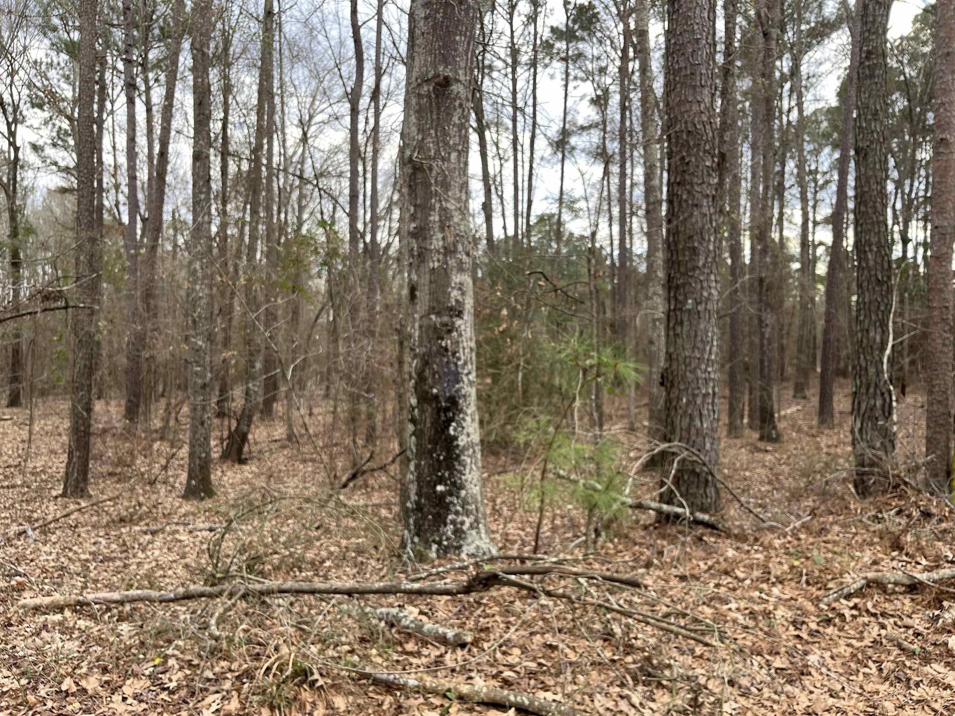 132 acres in Gregg County - photo 8