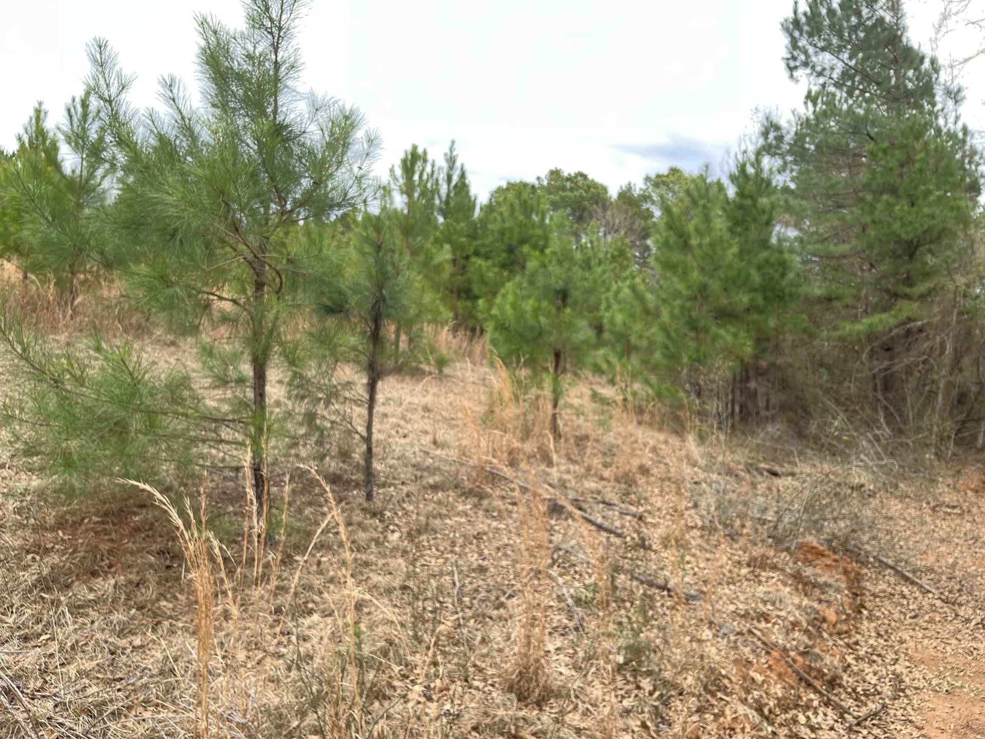132 acres in Gregg County - photo 10