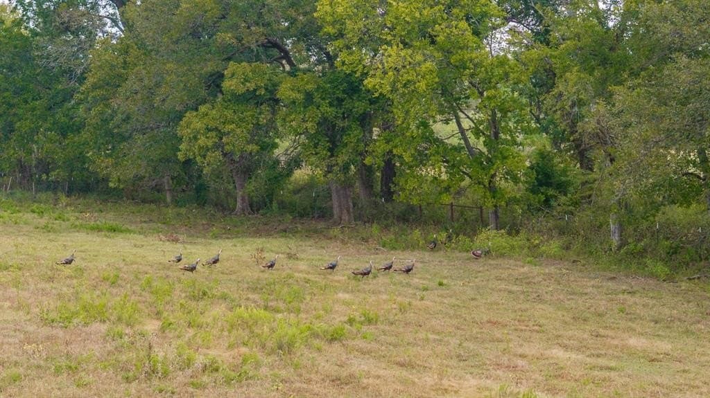 32.92 acres in McLennan County - photo 18