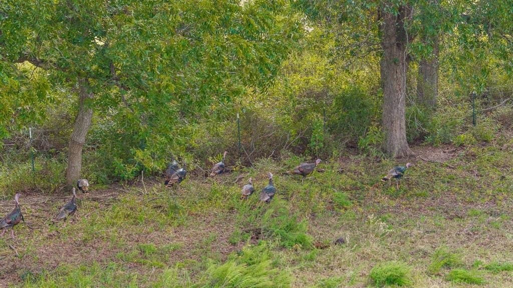 32.92 acres in McLennan County - photo 14