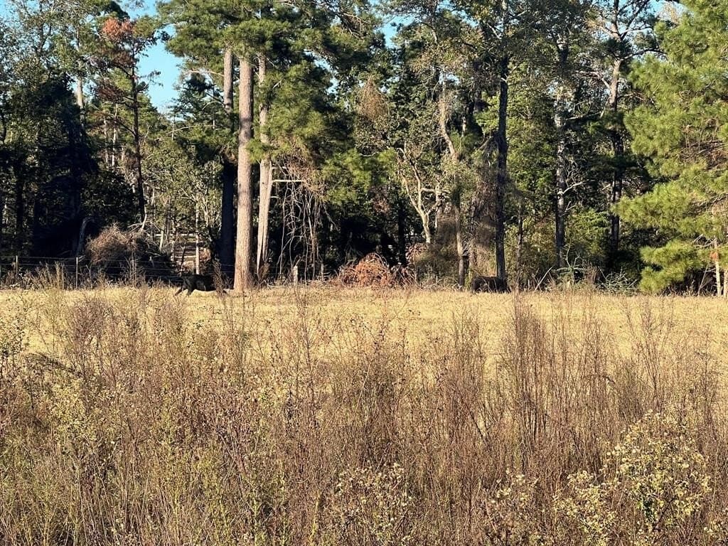 10.01 acres in Leon County - photo 2