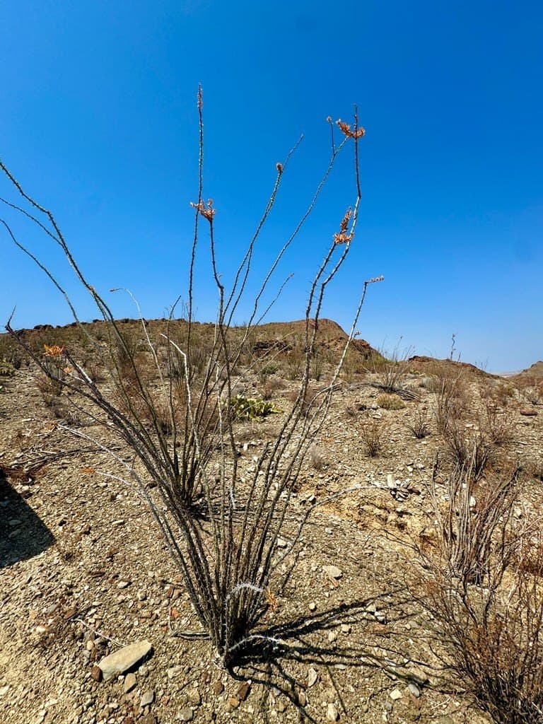 21.34 acres in Brewster County - photo 41