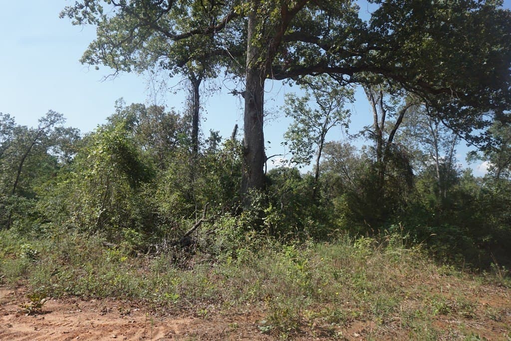 25.84 acres in ANDERSON County - photo 2