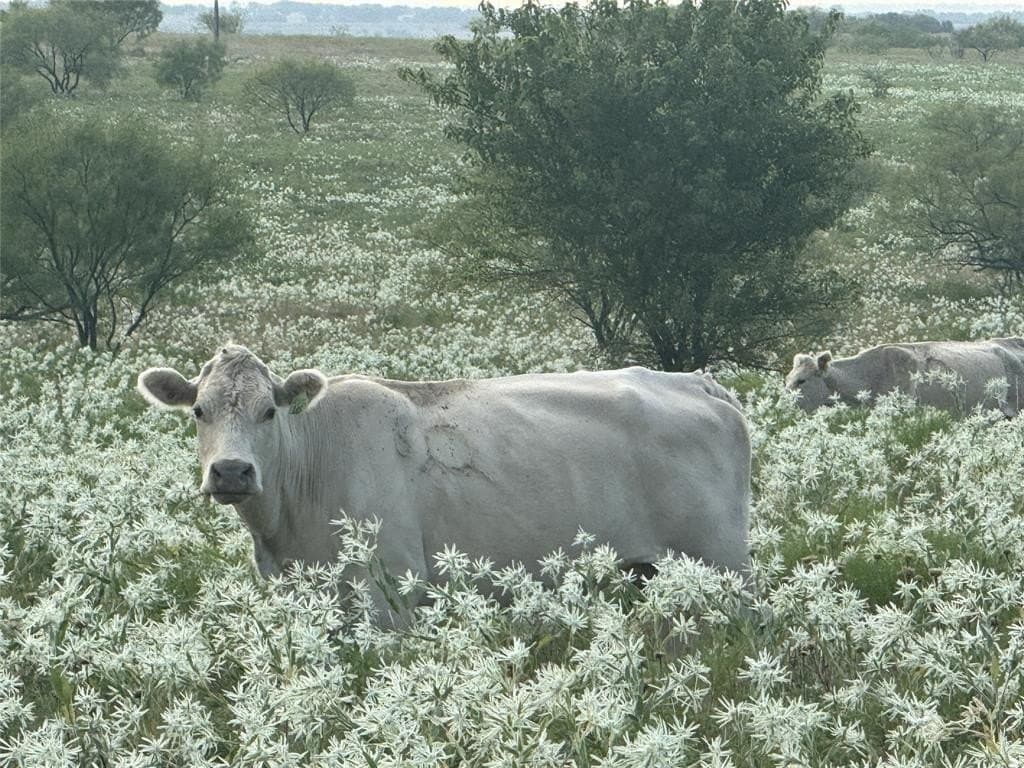 10.05 acres in Wise County - photo 3