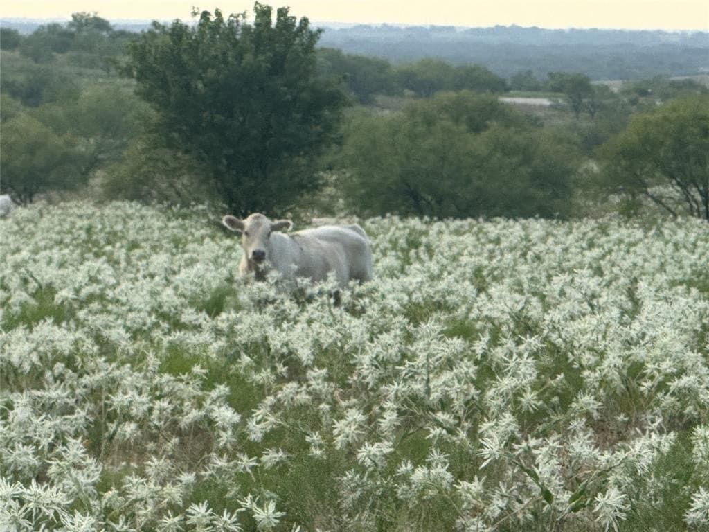 10.05 acres in Wise County - photo 2
