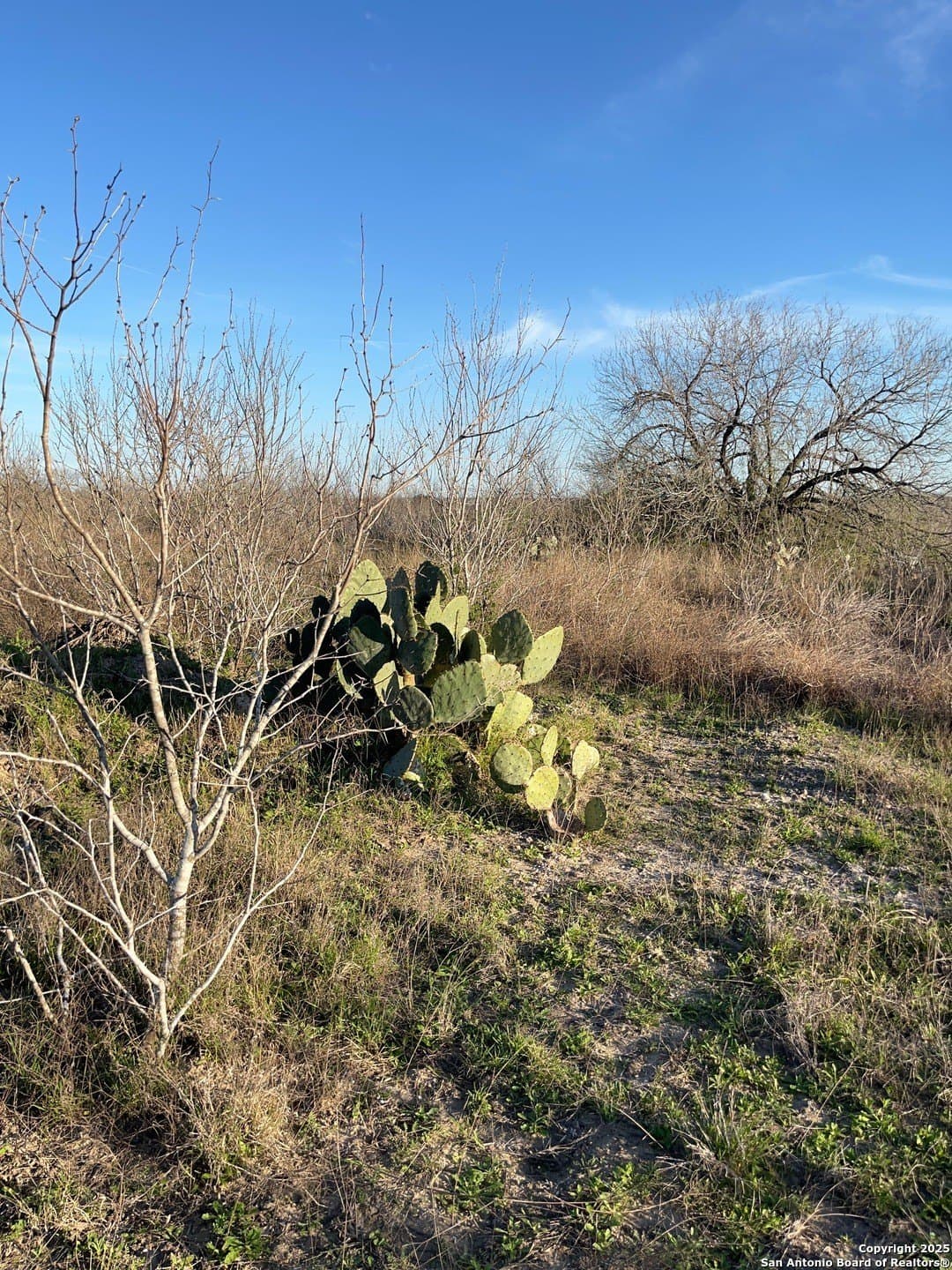 5 acres in Live Oak County - photo 3