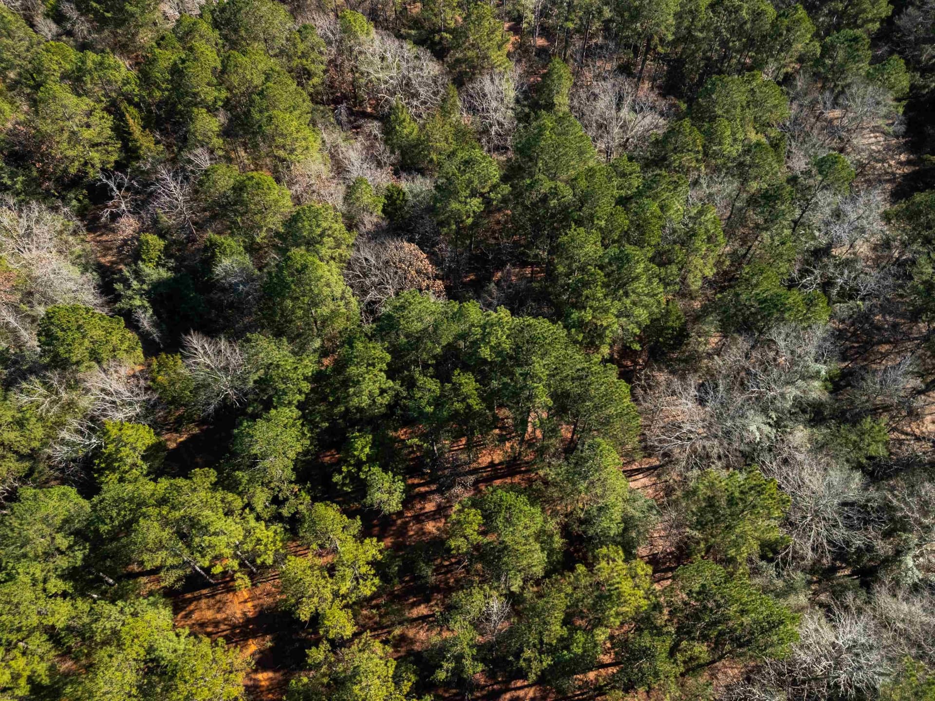 54.75 acres in Rusk County - photo 18