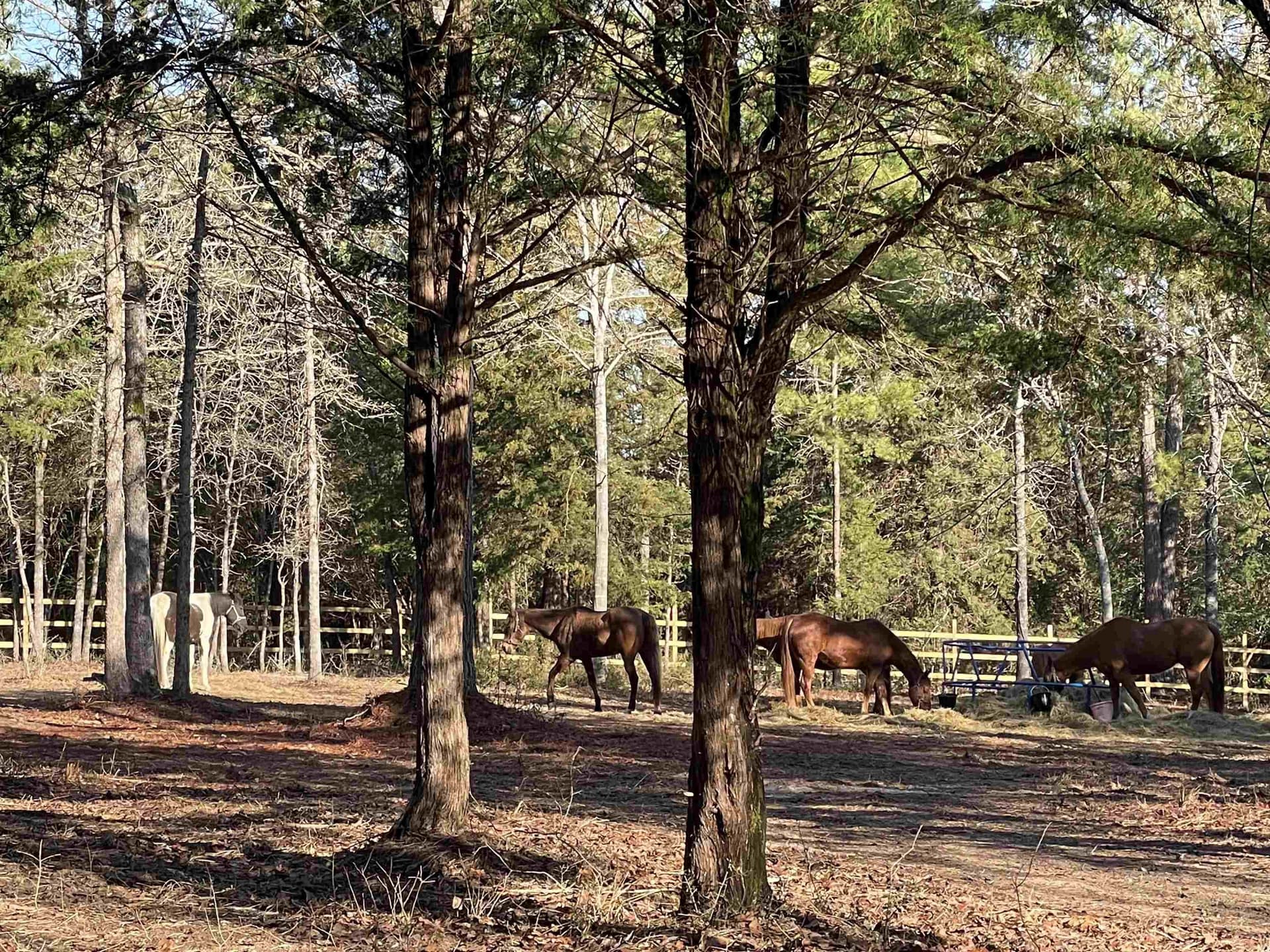 54.75 acres in Rusk County - photo 2