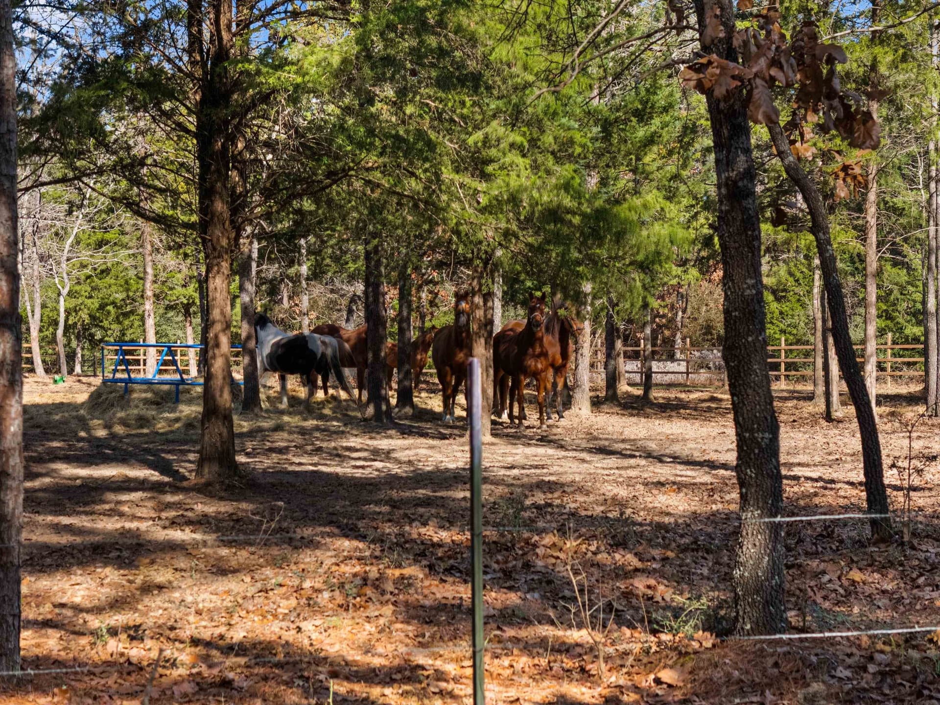 54.75 acres in Rusk County - photo 9