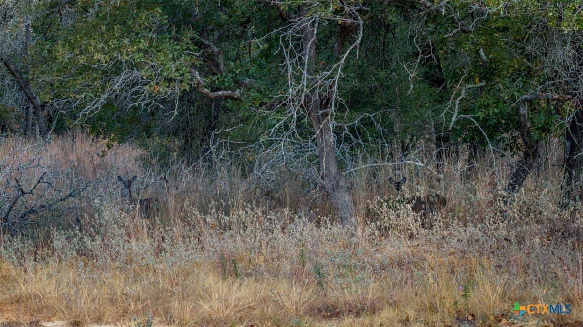 10 acres in Guadalupe County - photo 2