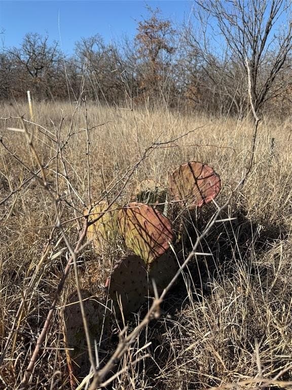 44.05 acres in Eastland County - photo 7
