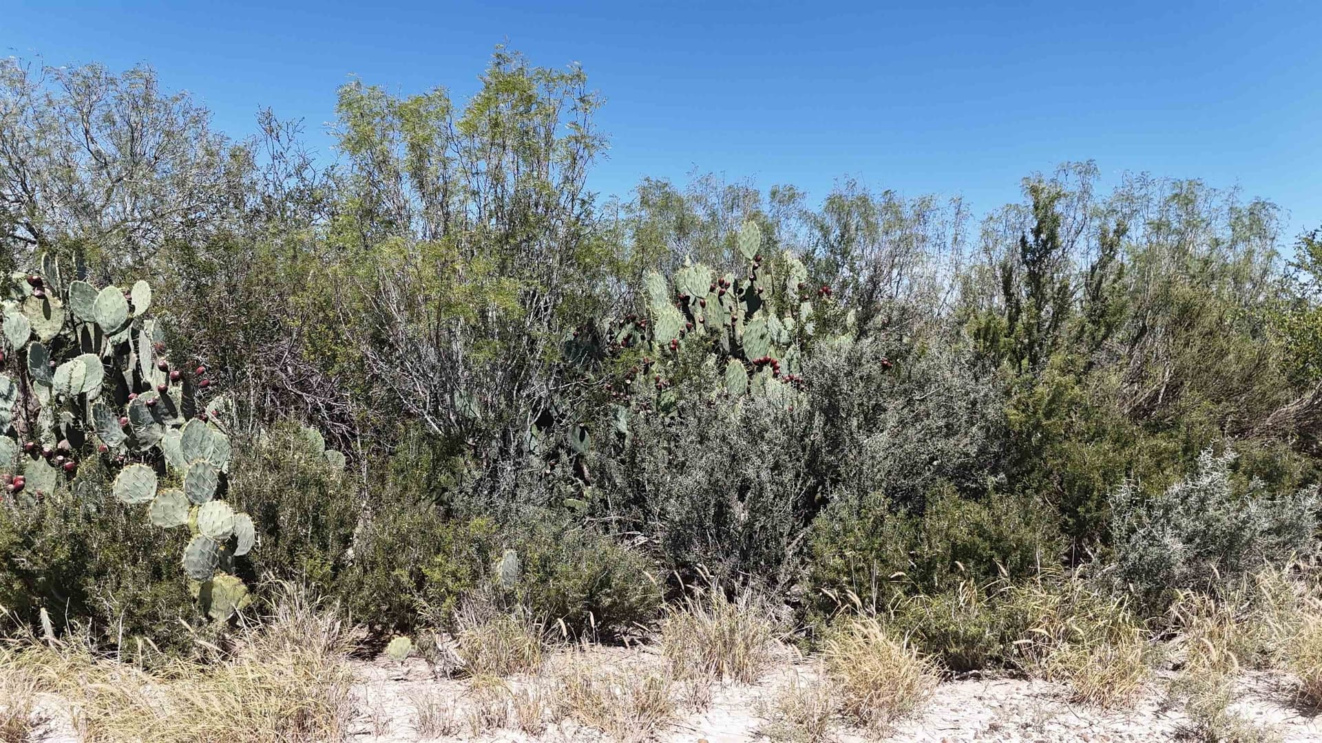 4.15 acres in Webb County - photo 3
