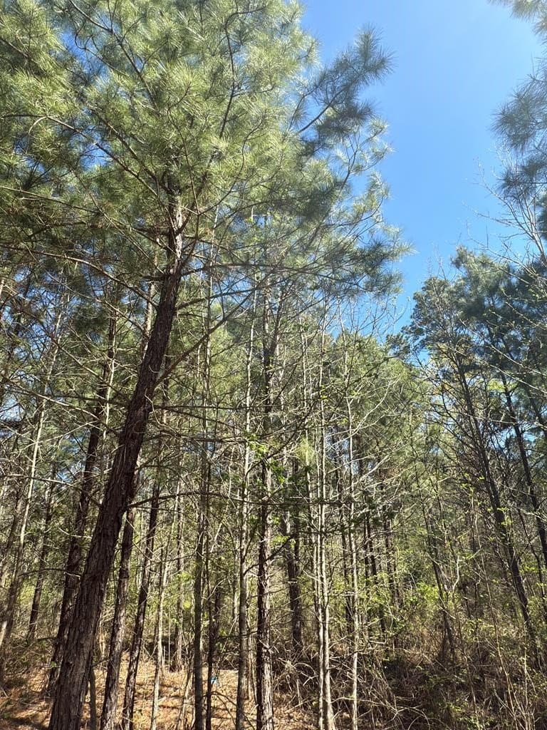 85.86 acres in ANDERSON County - photo 20