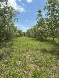 17.64 acres in Comanche County - photo 24