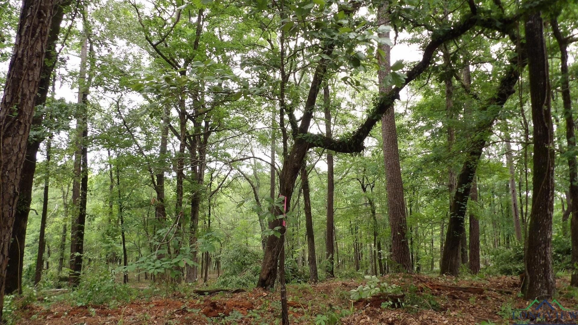 3 acres in Harrison County - photo 10