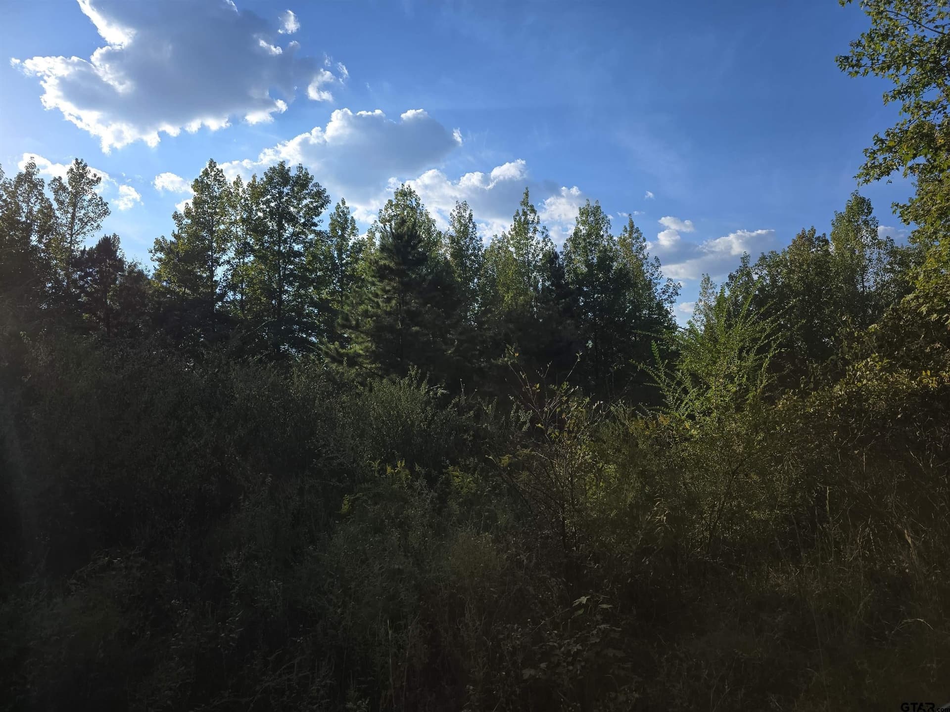50 acres in Cass County - photo 7