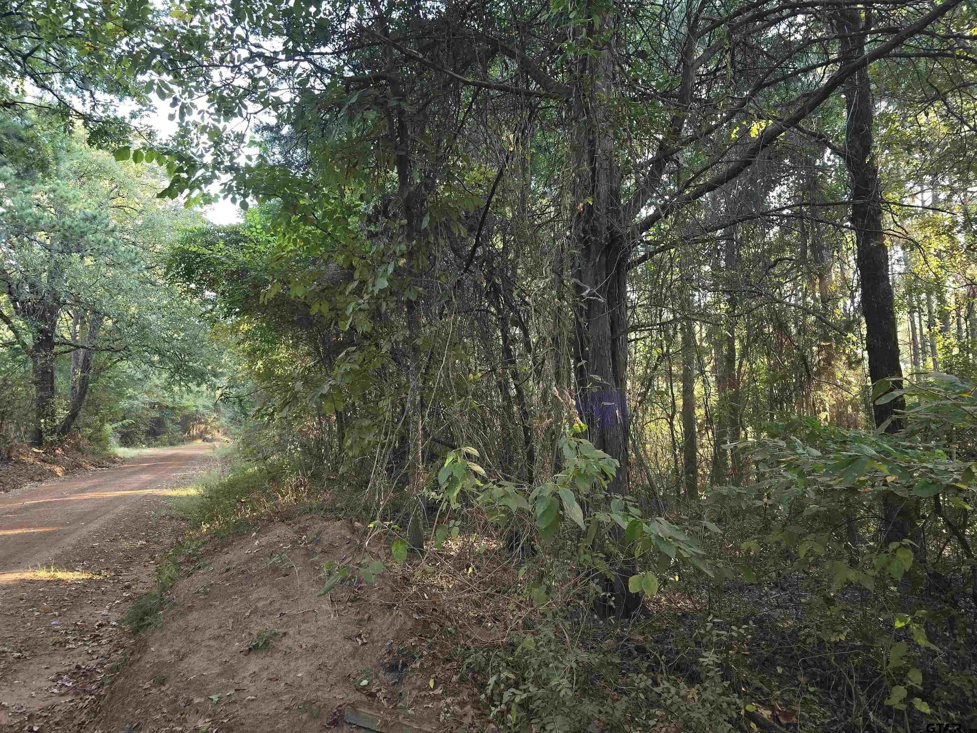 50 acres in Cass County - photo 4