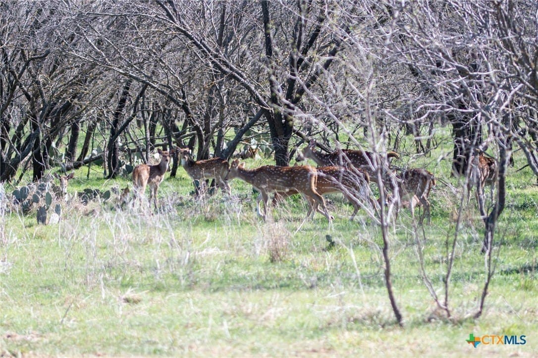 25 acres in Lampasas County - photo 5