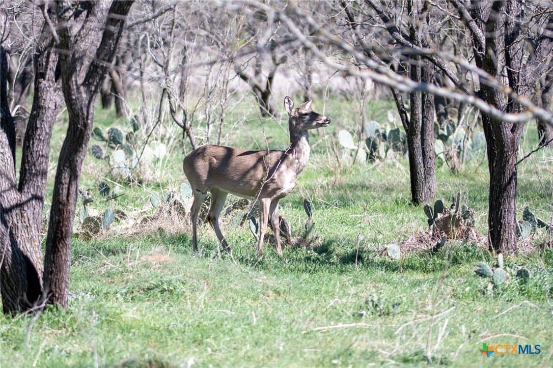 25 acres in Lampasas County - photo 4