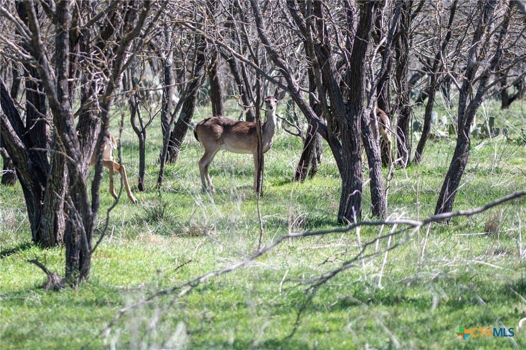 25 acres in Lampasas County - photo 3