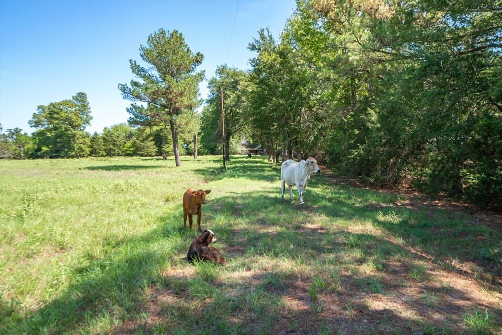 76.76 acres in Van Zandt County - photo 13