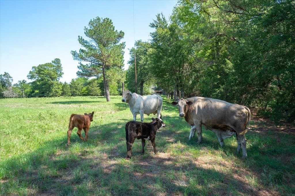 76.76 acres in Van Zandt County - photo 14