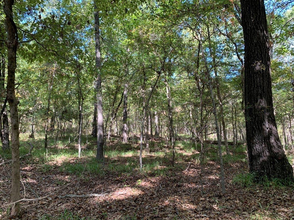 25.6 acres in HENDERSON County - photo 13