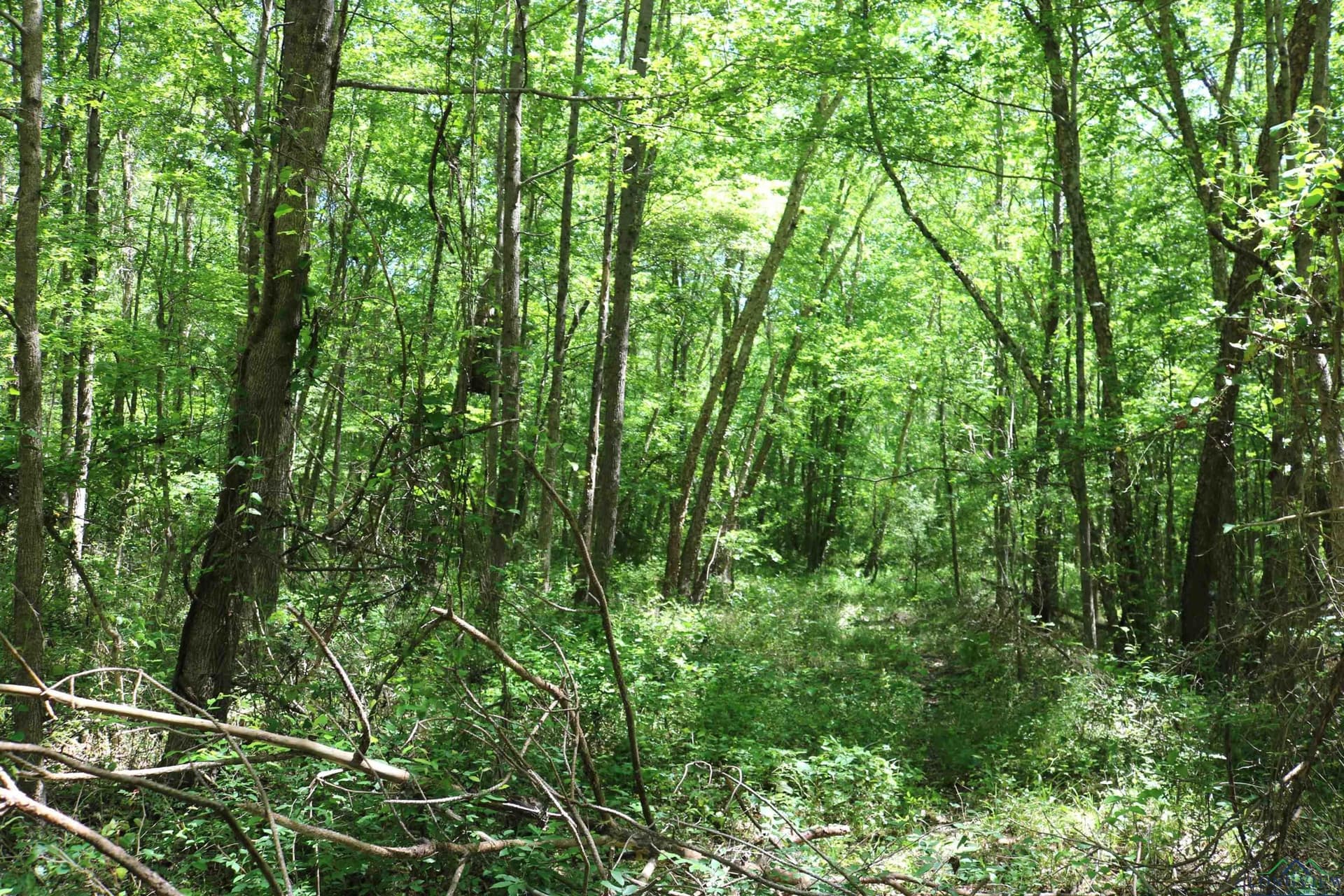 40.21 acres in Upshur County - photo 36