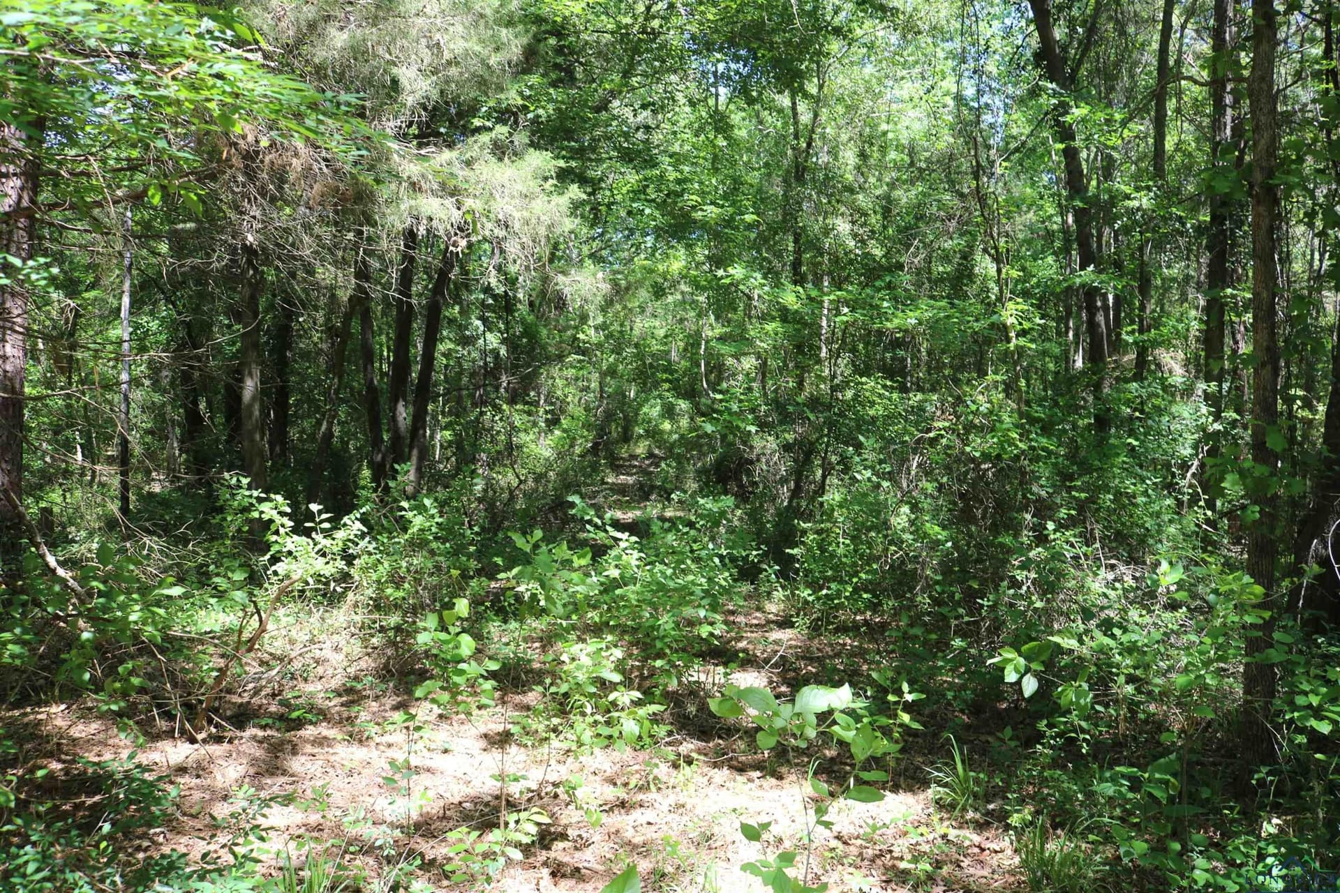 40.21 acres in Upshur County - photo 26