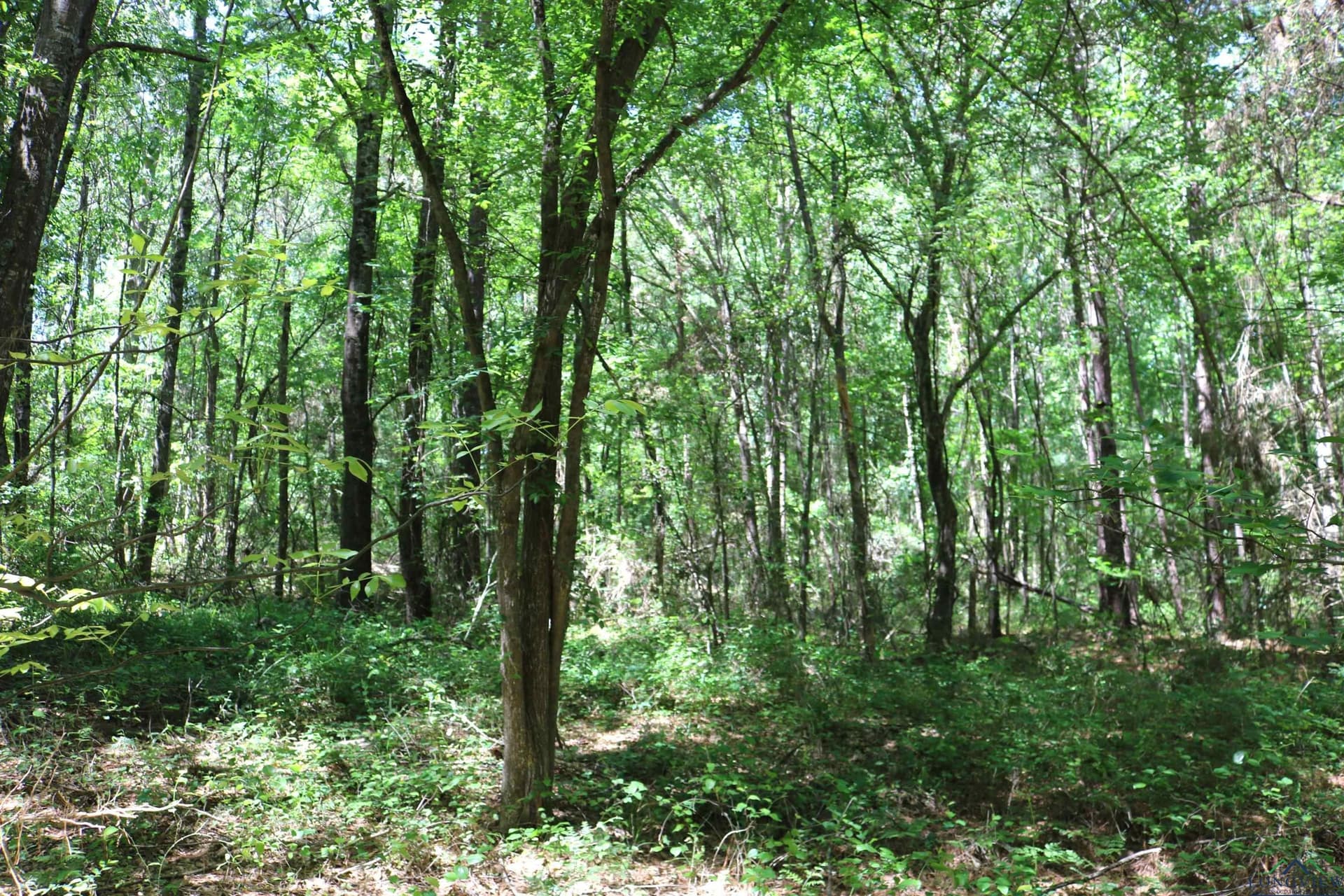 40.21 acres in Upshur County - photo 37
