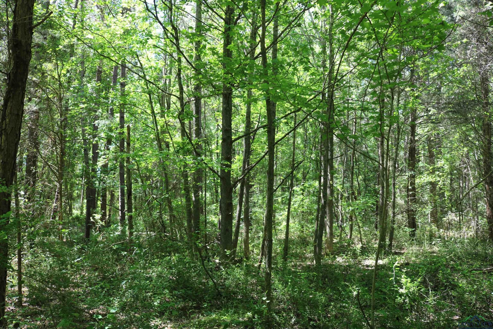 40.21 acres in Upshur County - photo 33