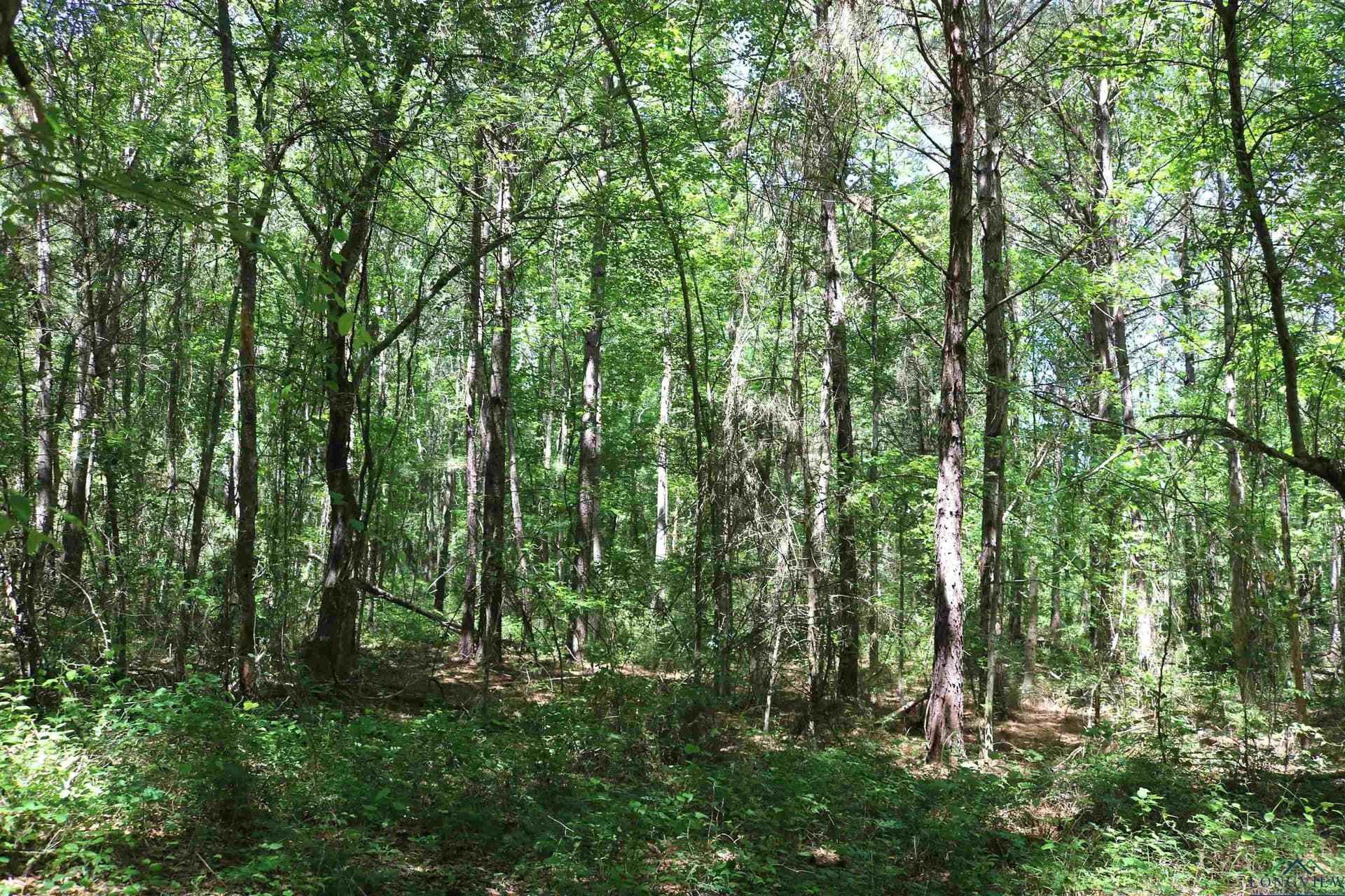 40.21 acres in Upshur County - photo 38