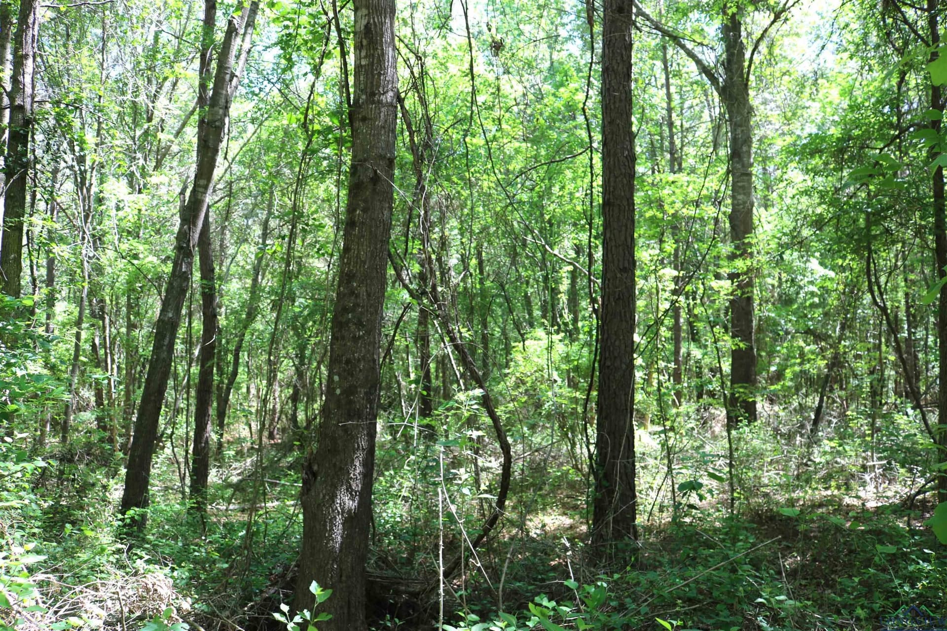 40.21 acres in Upshur County - photo 27