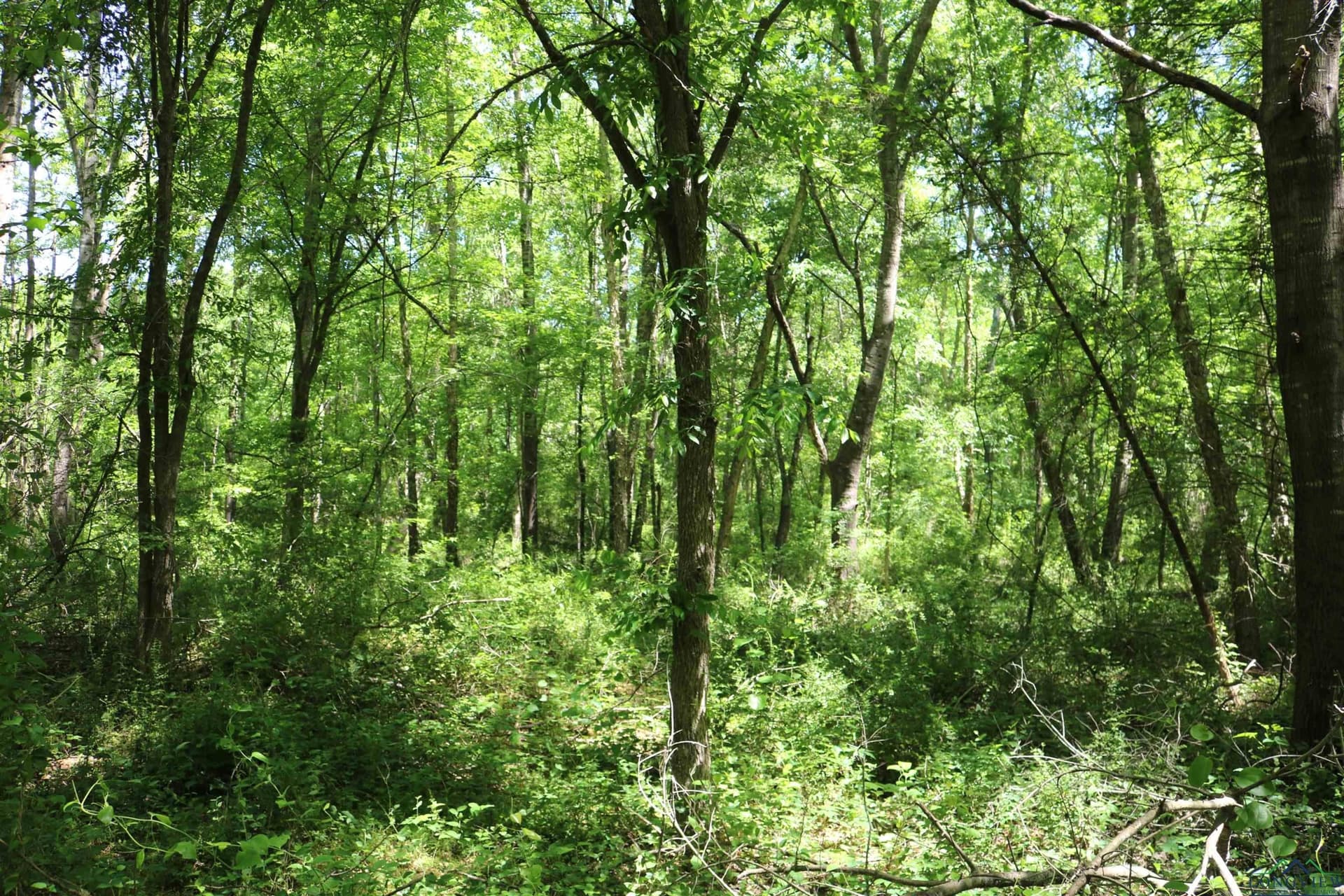 40.21 acres in Upshur County - photo 32