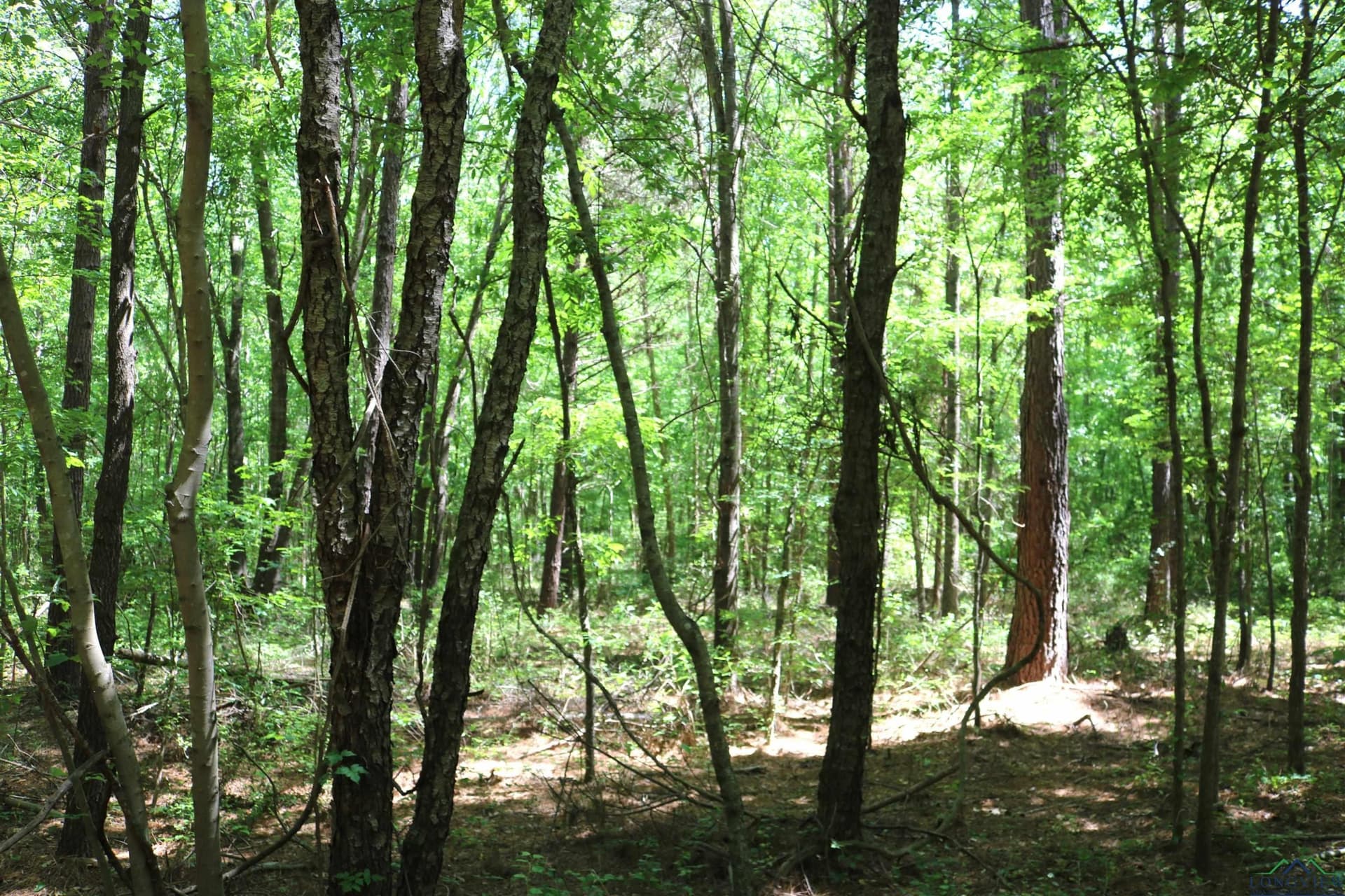 40.21 acres in Upshur County - photo 39