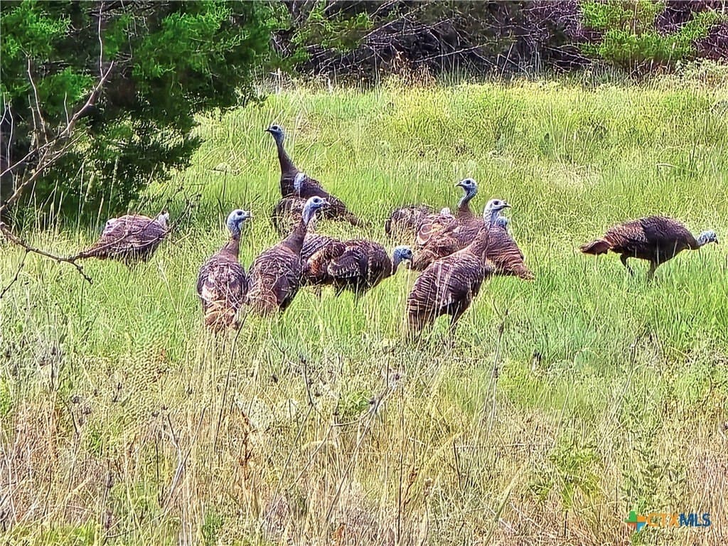 11 acres in Burnet County - photo 3