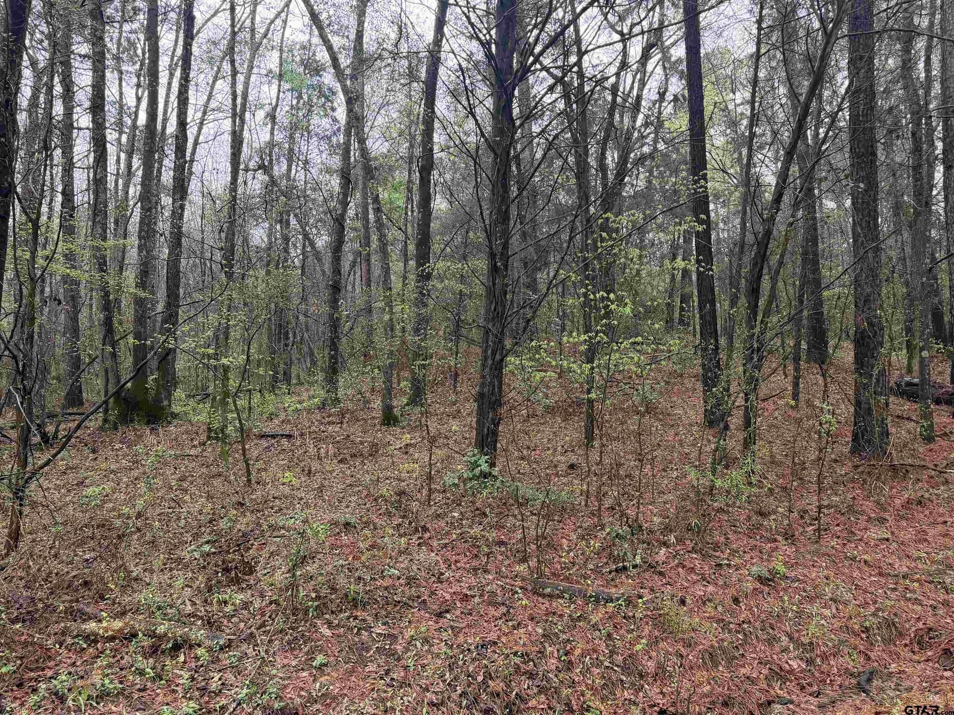 3 acres in Morris County - photo 5