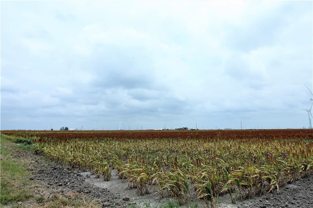 179.98 acres in San Patricio County - photo 5