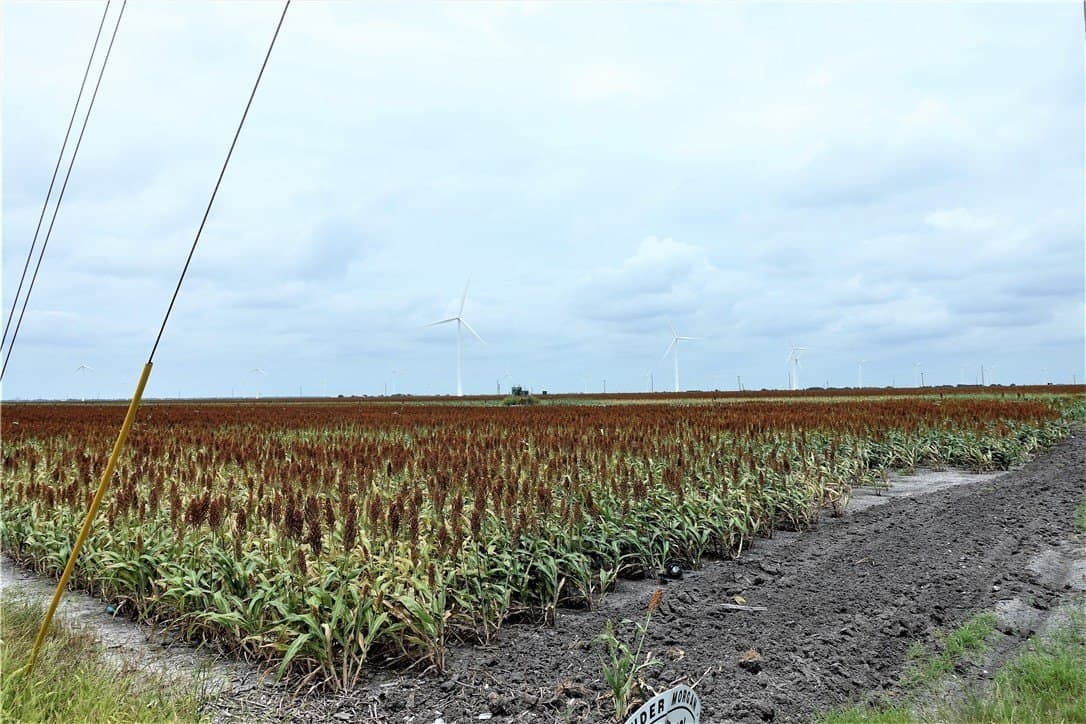 179.98 acres in San Patricio County - photo 3