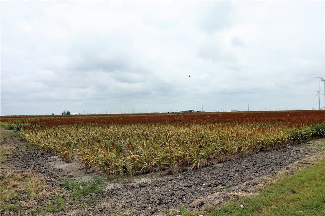 179.98 acres in San Patricio County - photo 6