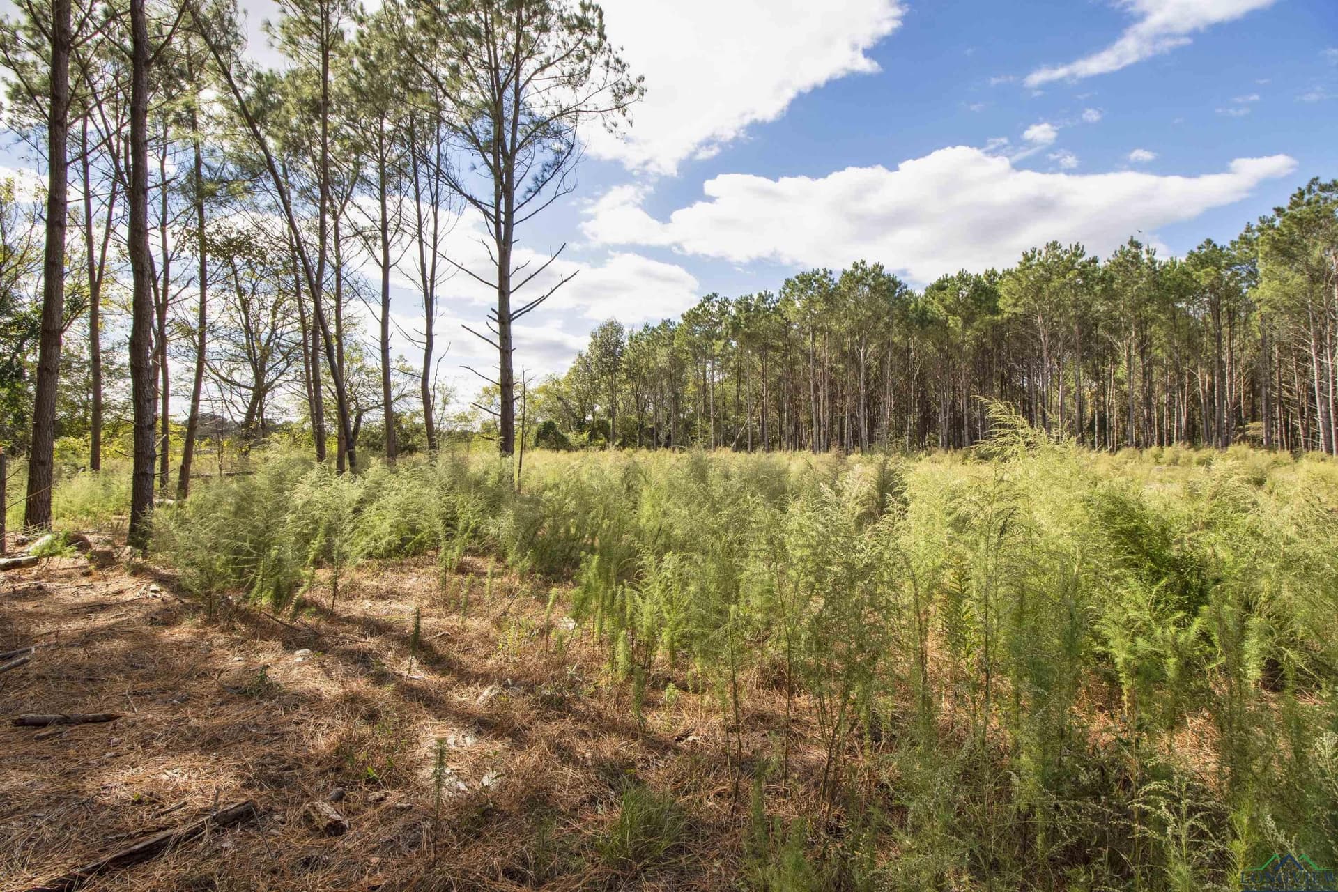 95.04 acres in Upshur County - photo 9