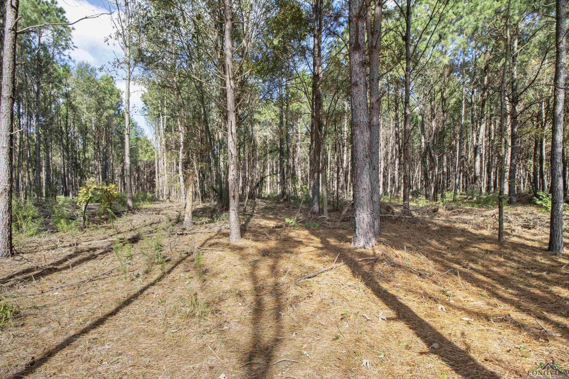 95.04 acres in Upshur County - photo 13