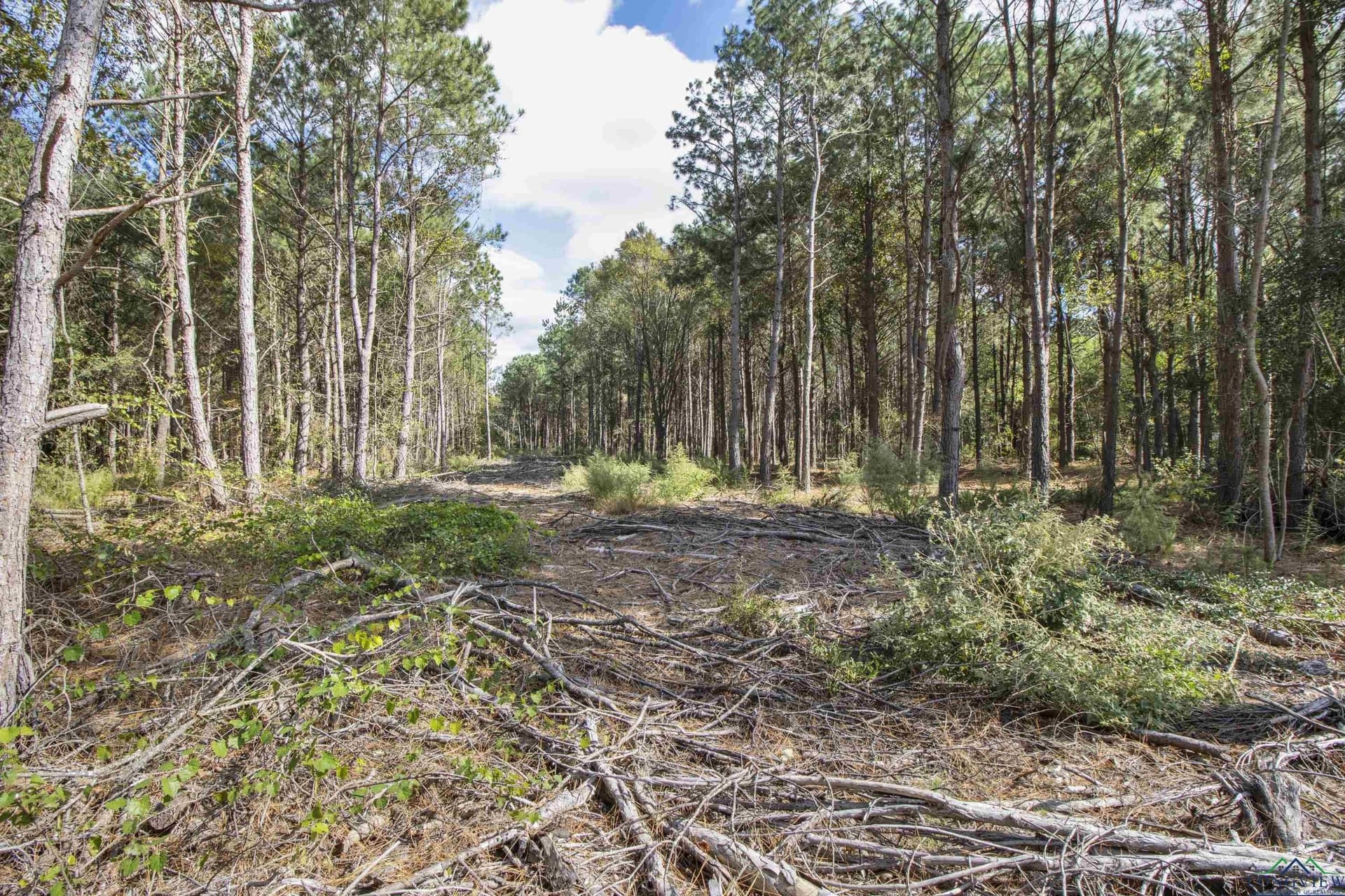 95.04 acres in Upshur County - photo 12