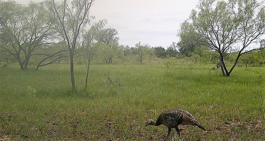 40 acres in McCulloch County - photo 5