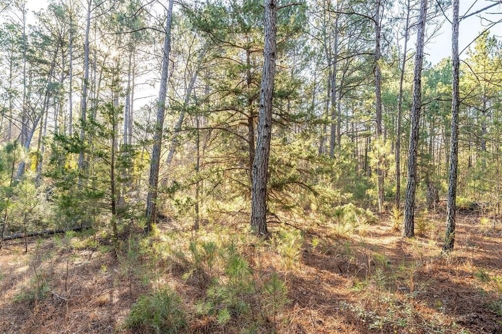 51.04 acres in Harrison County - photo 17