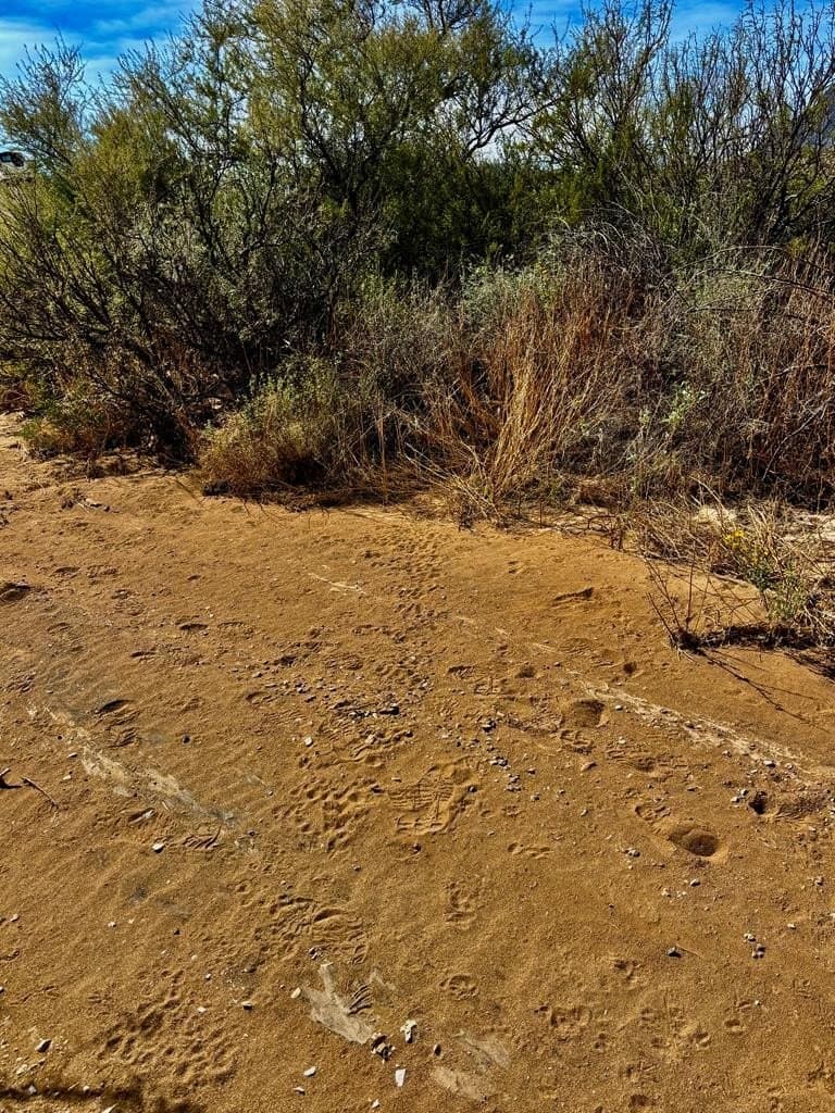40 acres in Brewster County - photo 14