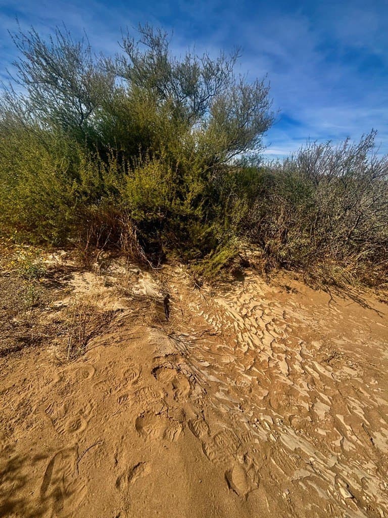 40 acres in Brewster County - photo 9